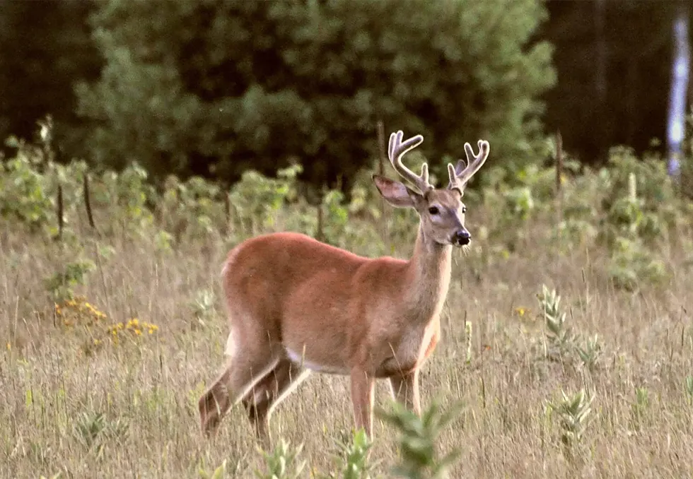 Hautes-Laurentides Camping Lac?du?Cerf — photo 18